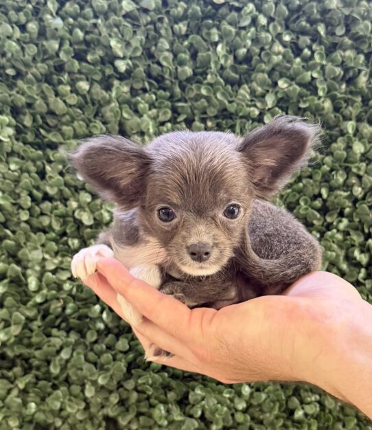 Chihuahua puppy