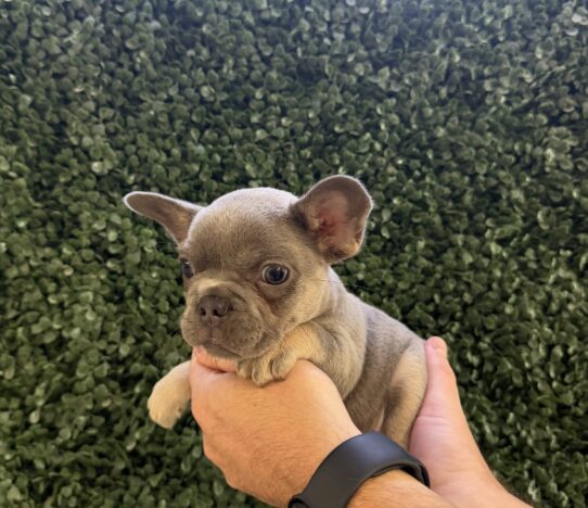 French Bulldog puppy
