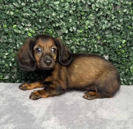 Mini Dachshund puppy
