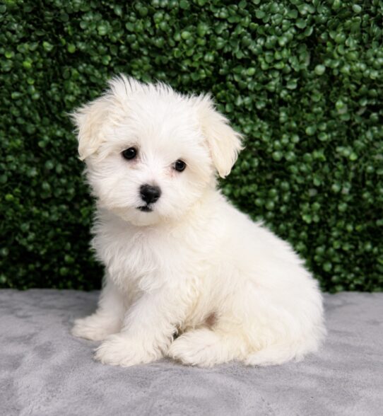 Maltese puppy