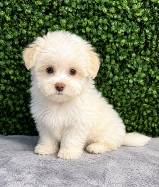 Havanese puppy
