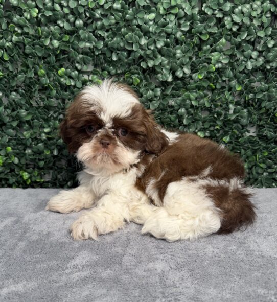 Shih Tzu puppy