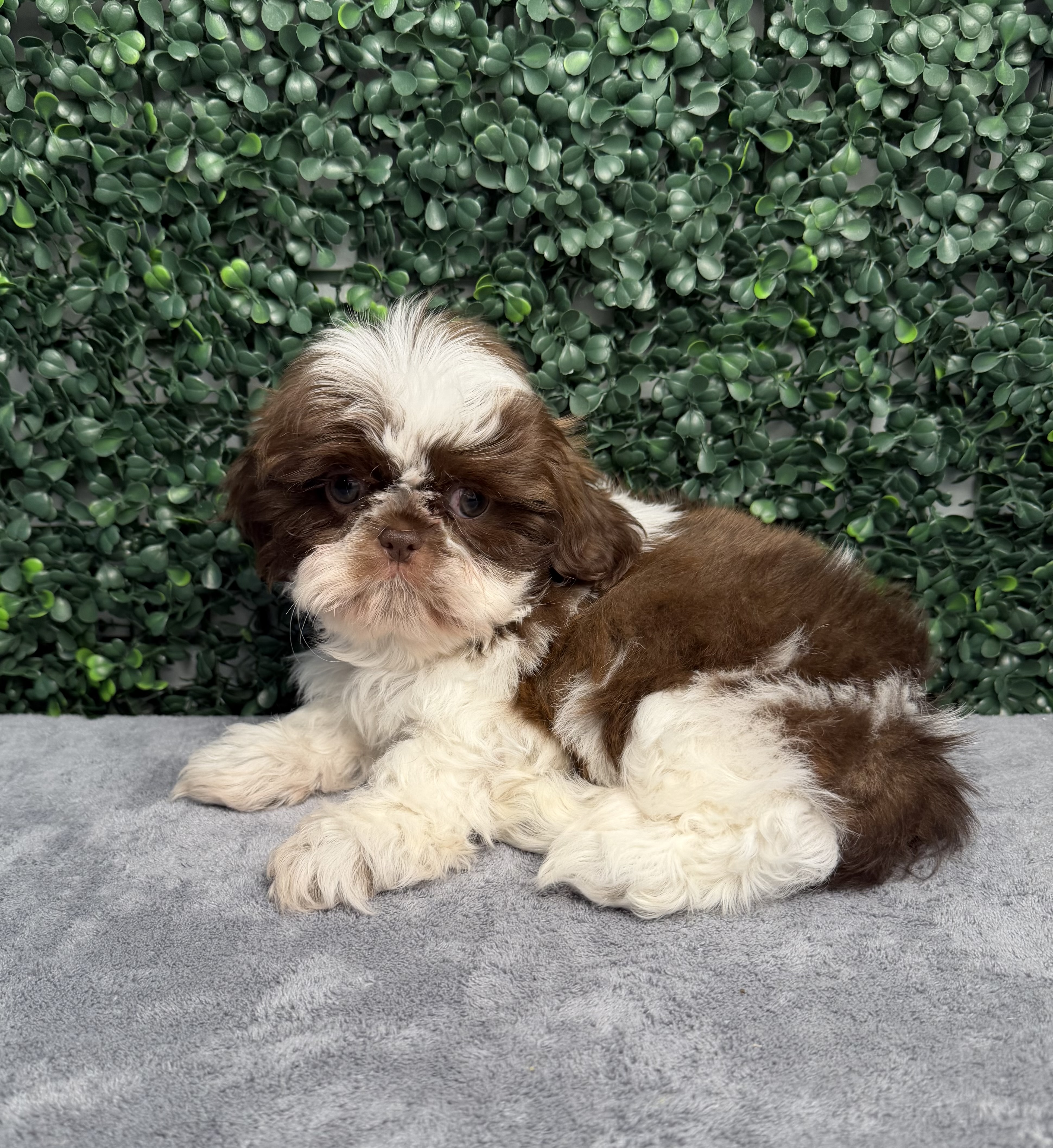 Shih Tzu puppy