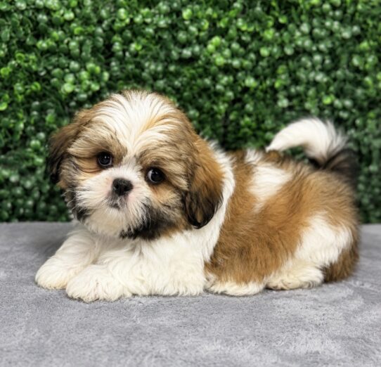 Shih Tzu puppy