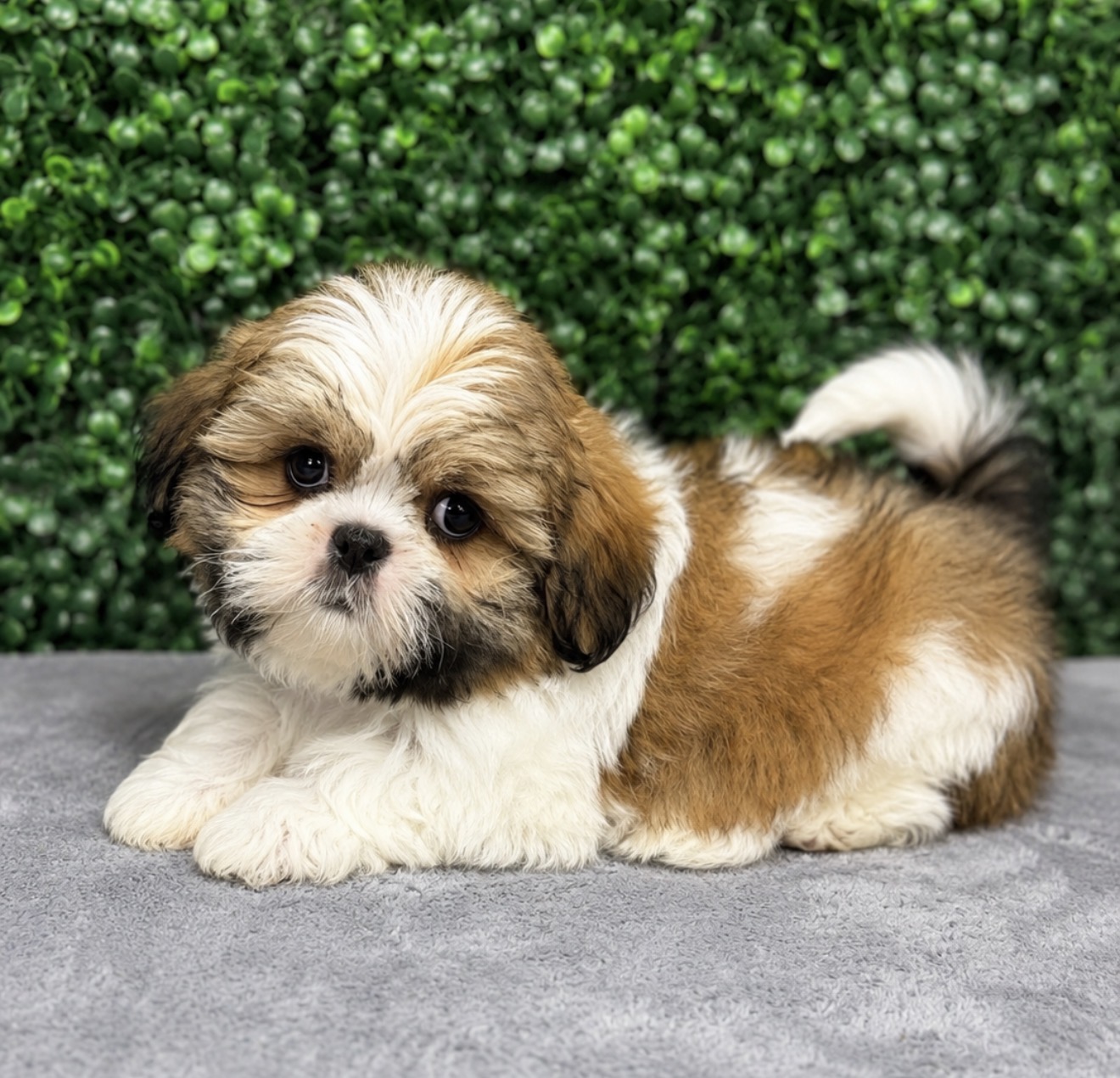 Shih Tzu puppies
