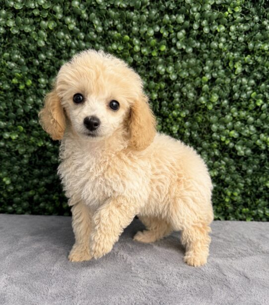 Poodle puppy