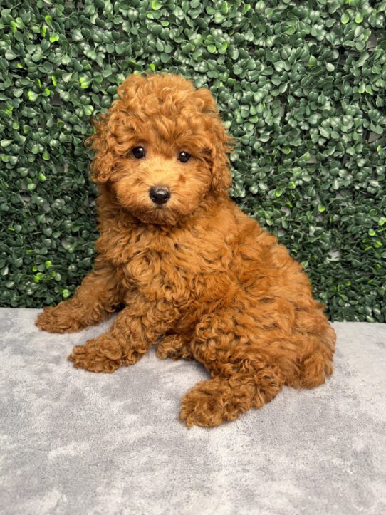 Poodle puppy