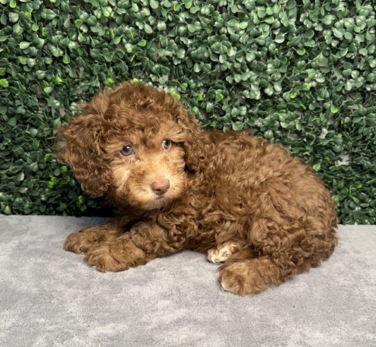 Poodle/Cock A Poo puppy