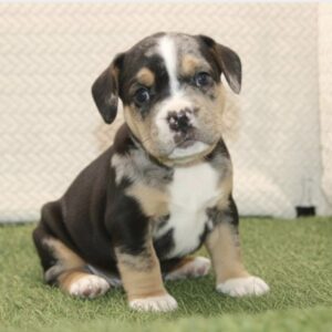 Beabull 3/4 puppy