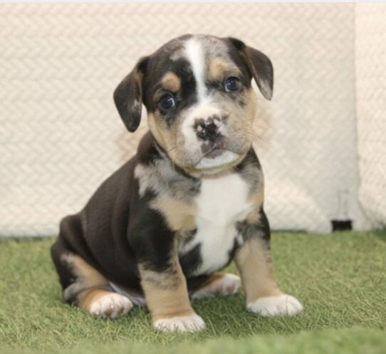 Beabull 3/4 puppy
