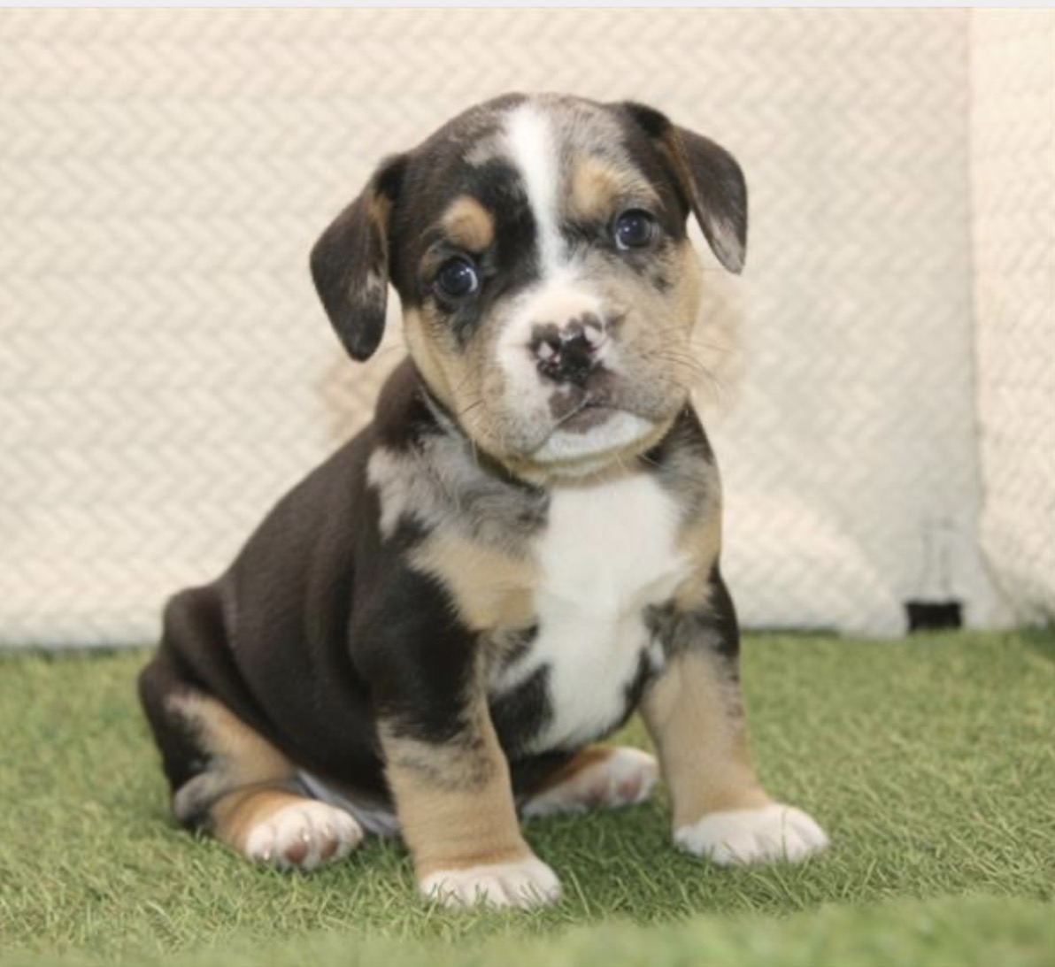 Beabull 3/4 puppies