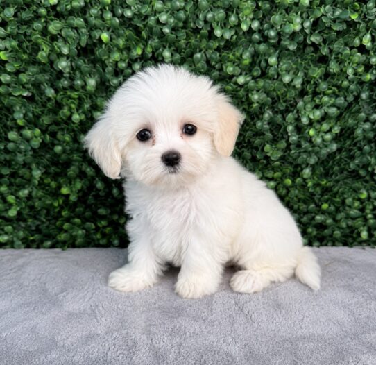 Maltipoo puppy