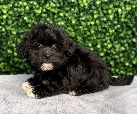 Teddy Bear puppy