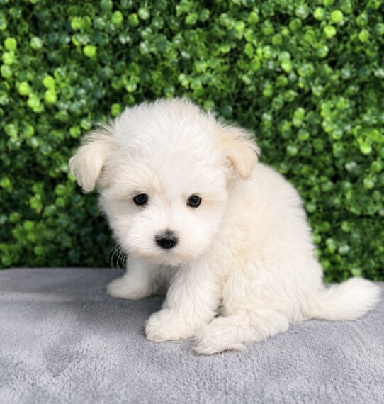Maltese puppy
