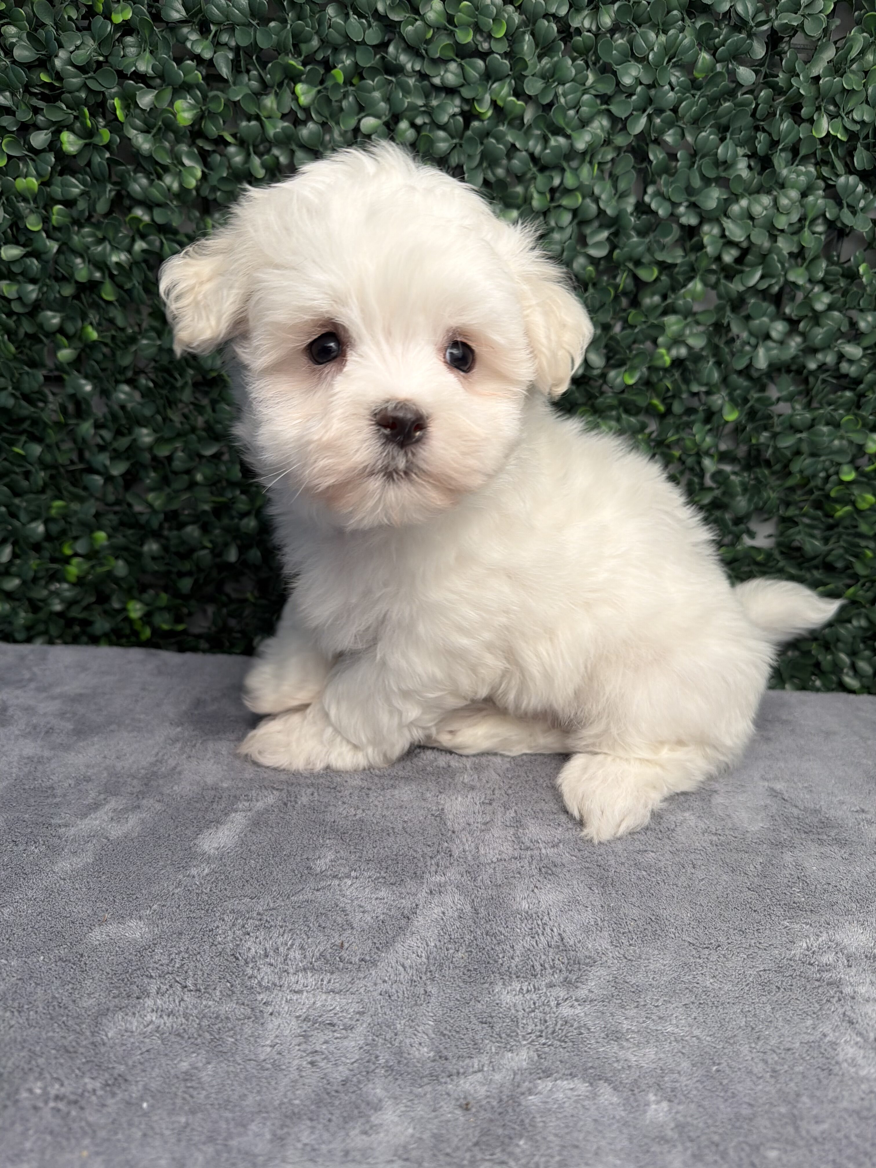 Maltese puppy