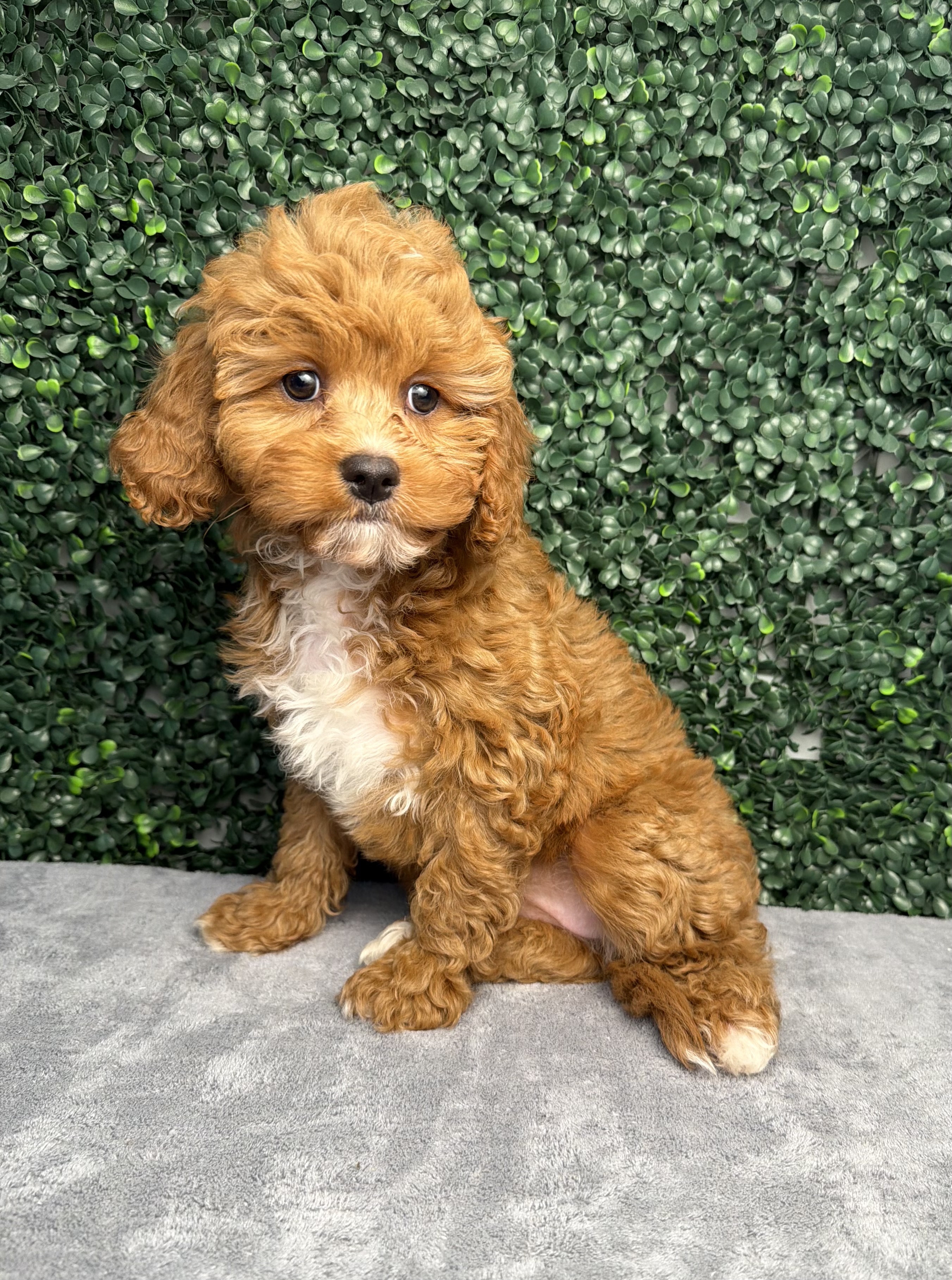 Cavapoo puppies