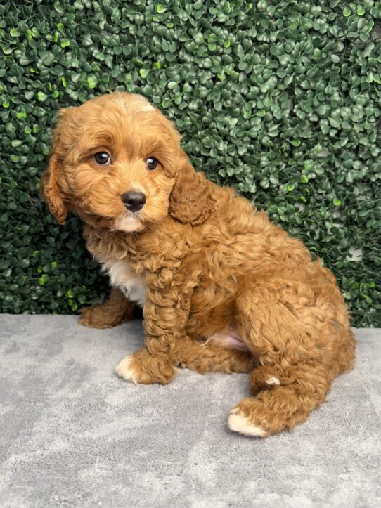 Cavapoo puppy