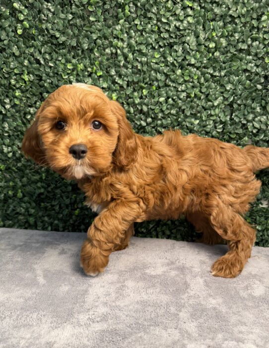 Cavapoo puppy