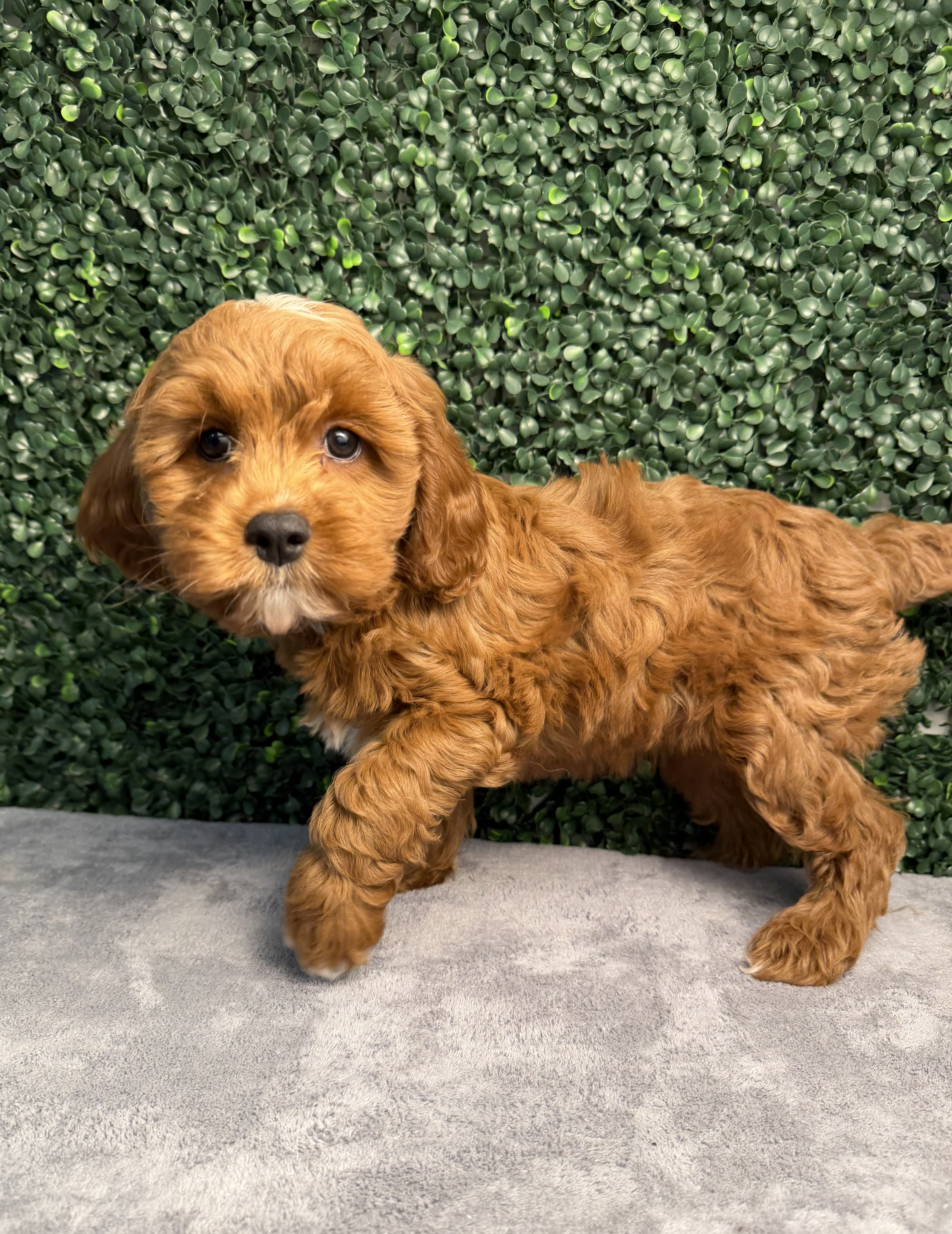 Cavapoo puppy