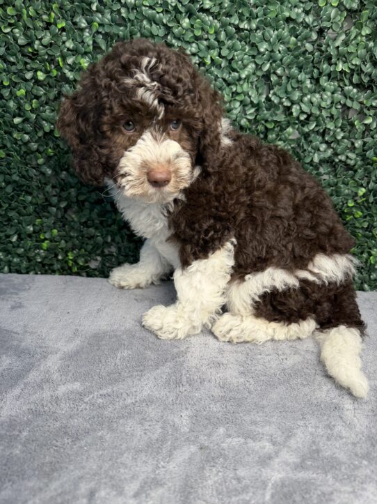 Labradoodle Mini puppy