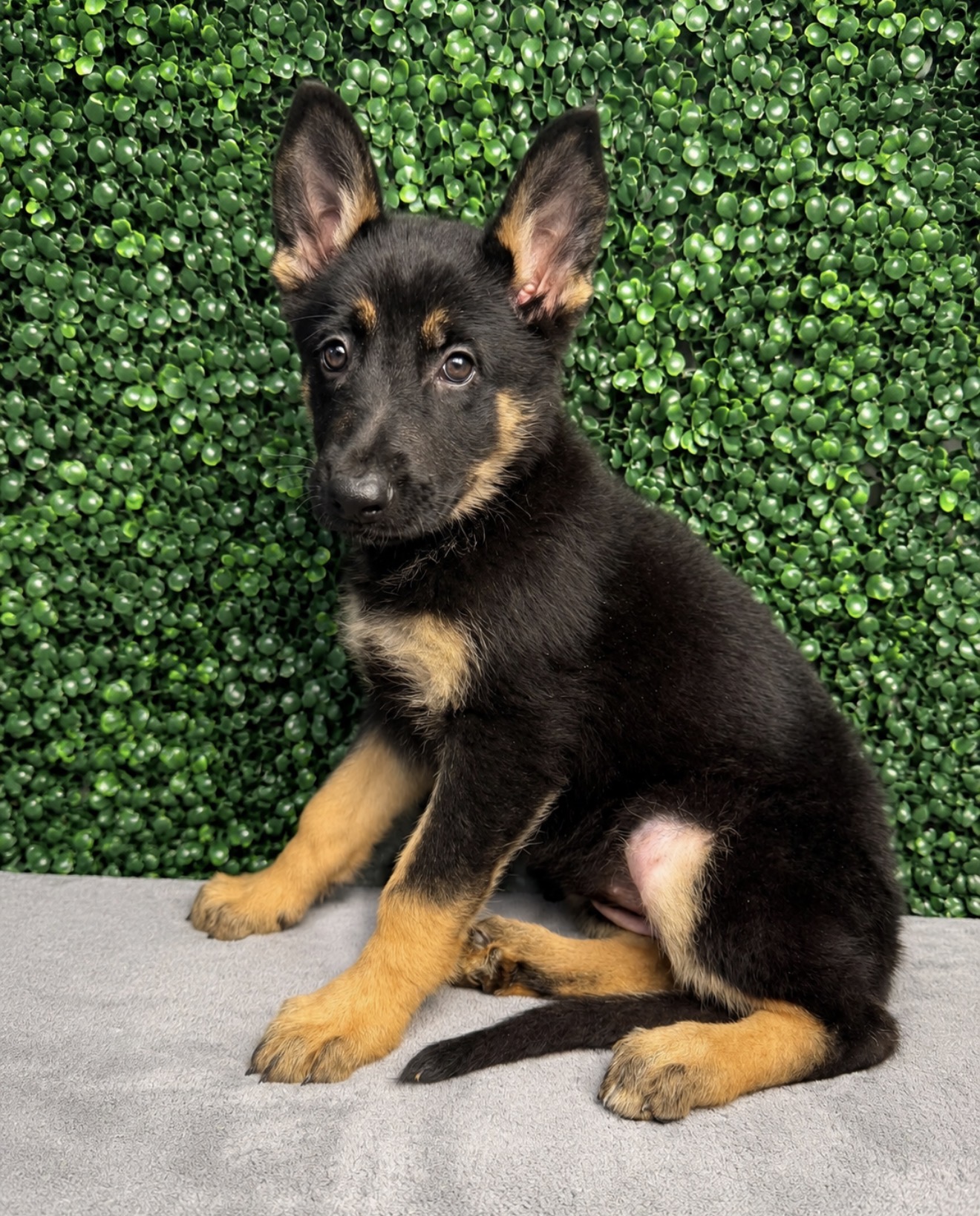 German Shepherd Dog puppy