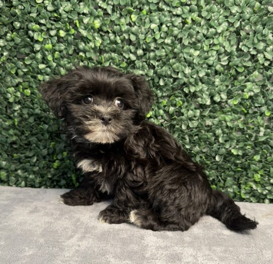 Teddy Bear puppy