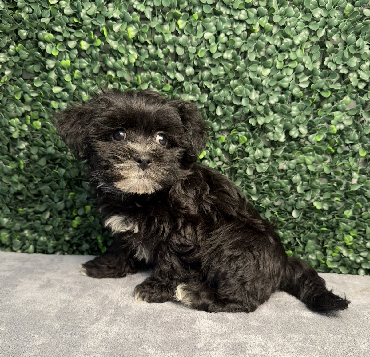 Teddy Bear puppies