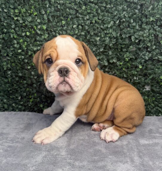 English Bulldog puppy