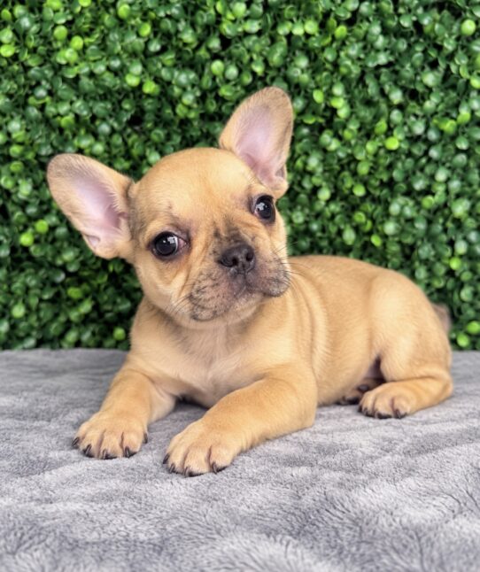 French Bulldog puppy