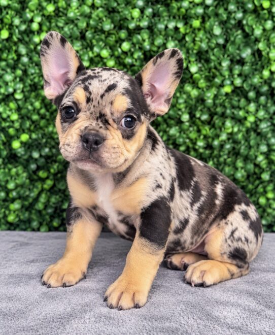 French Bulldog puppy
