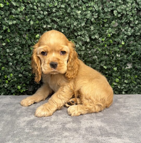 Cocker Spaniel puppy
