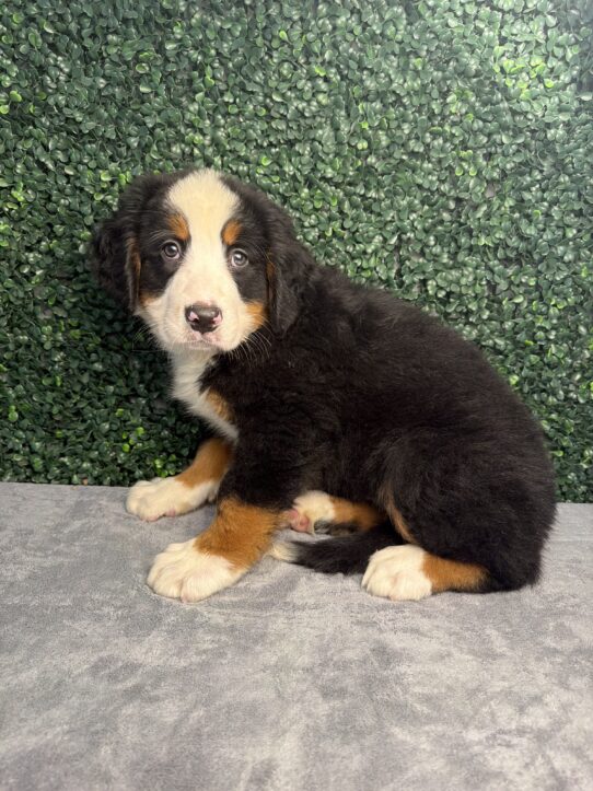 Bernese Mountain Dog puppy