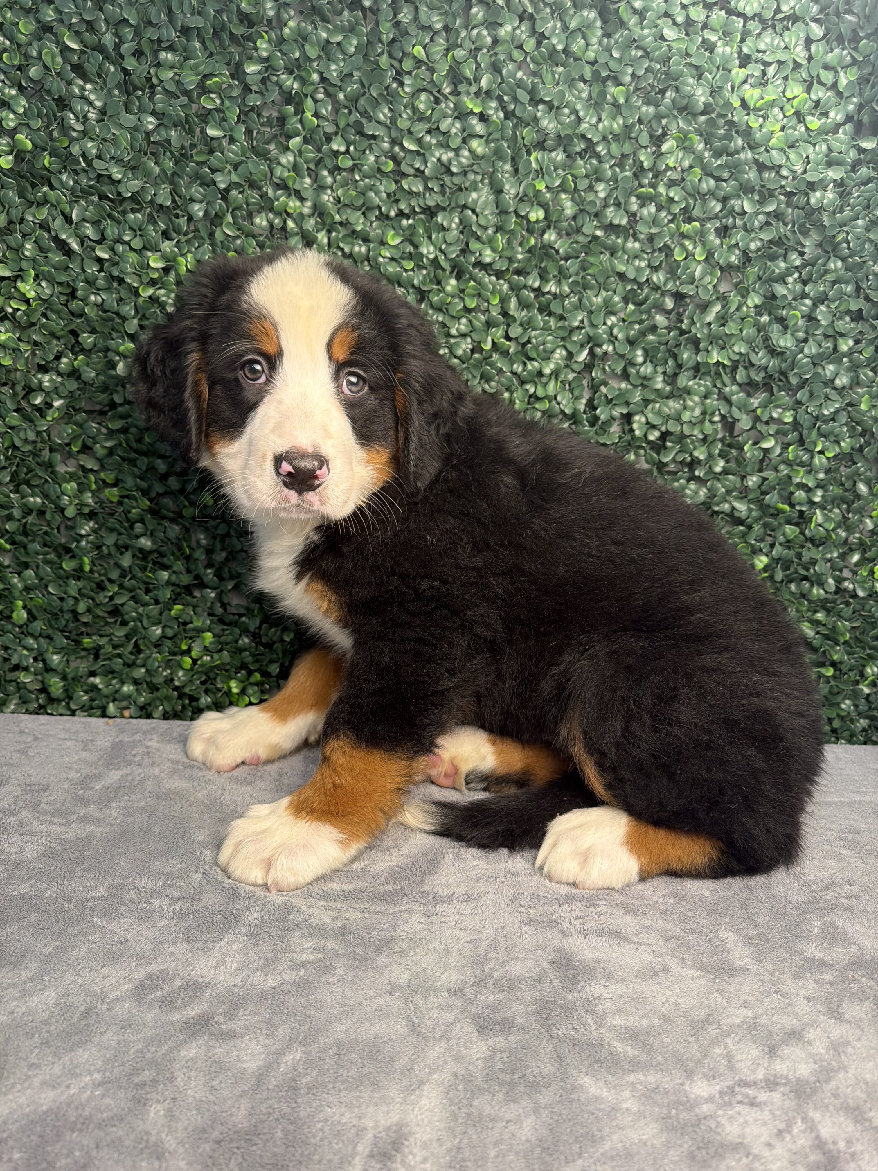 Bernese Mountain Dog puppy