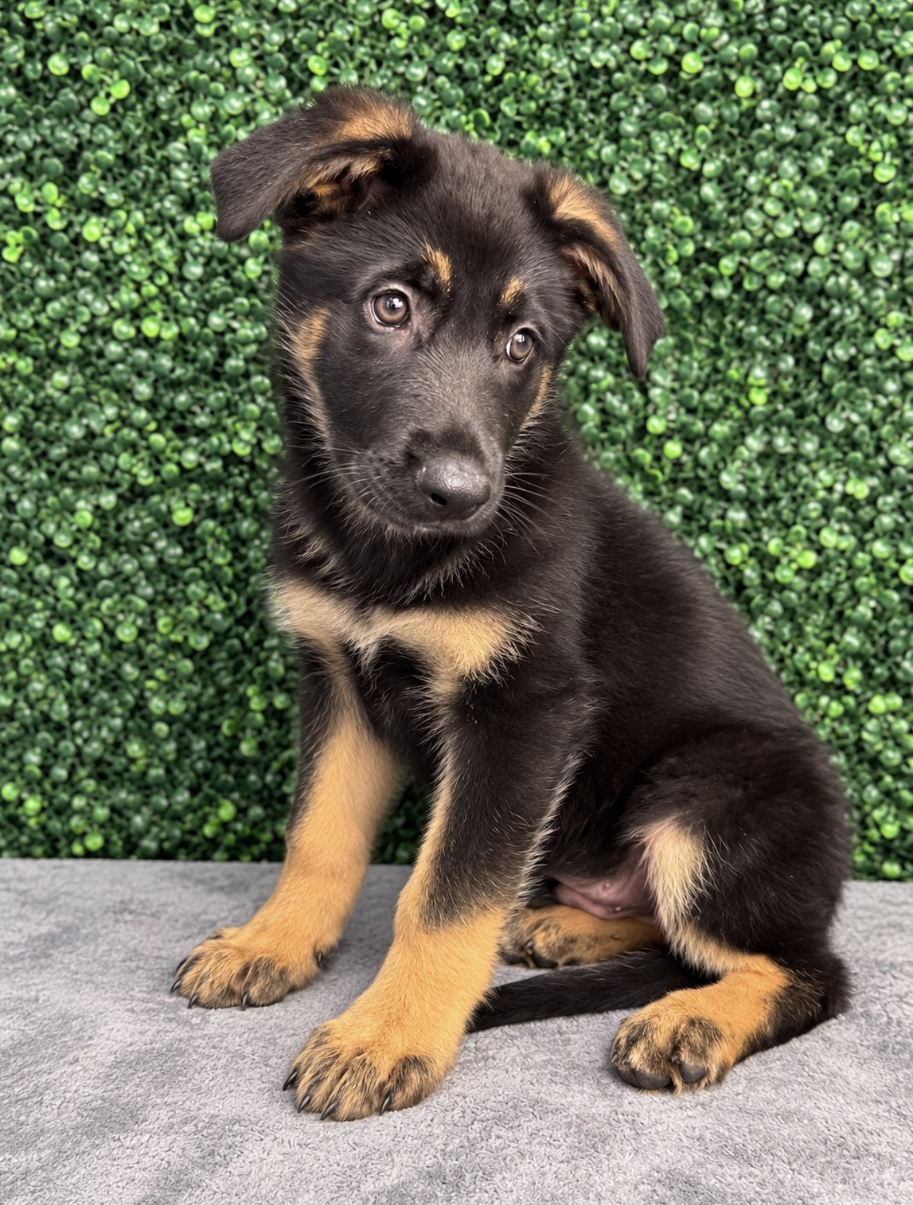 German Shepherd Dog puppy