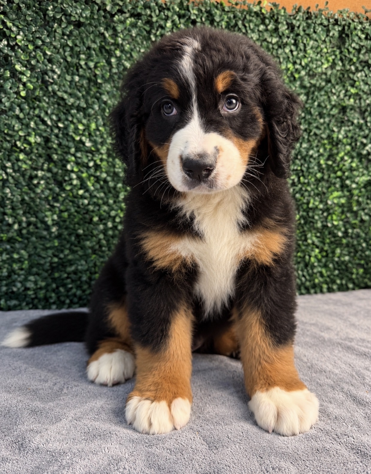Bernese Mountain Dog puppy