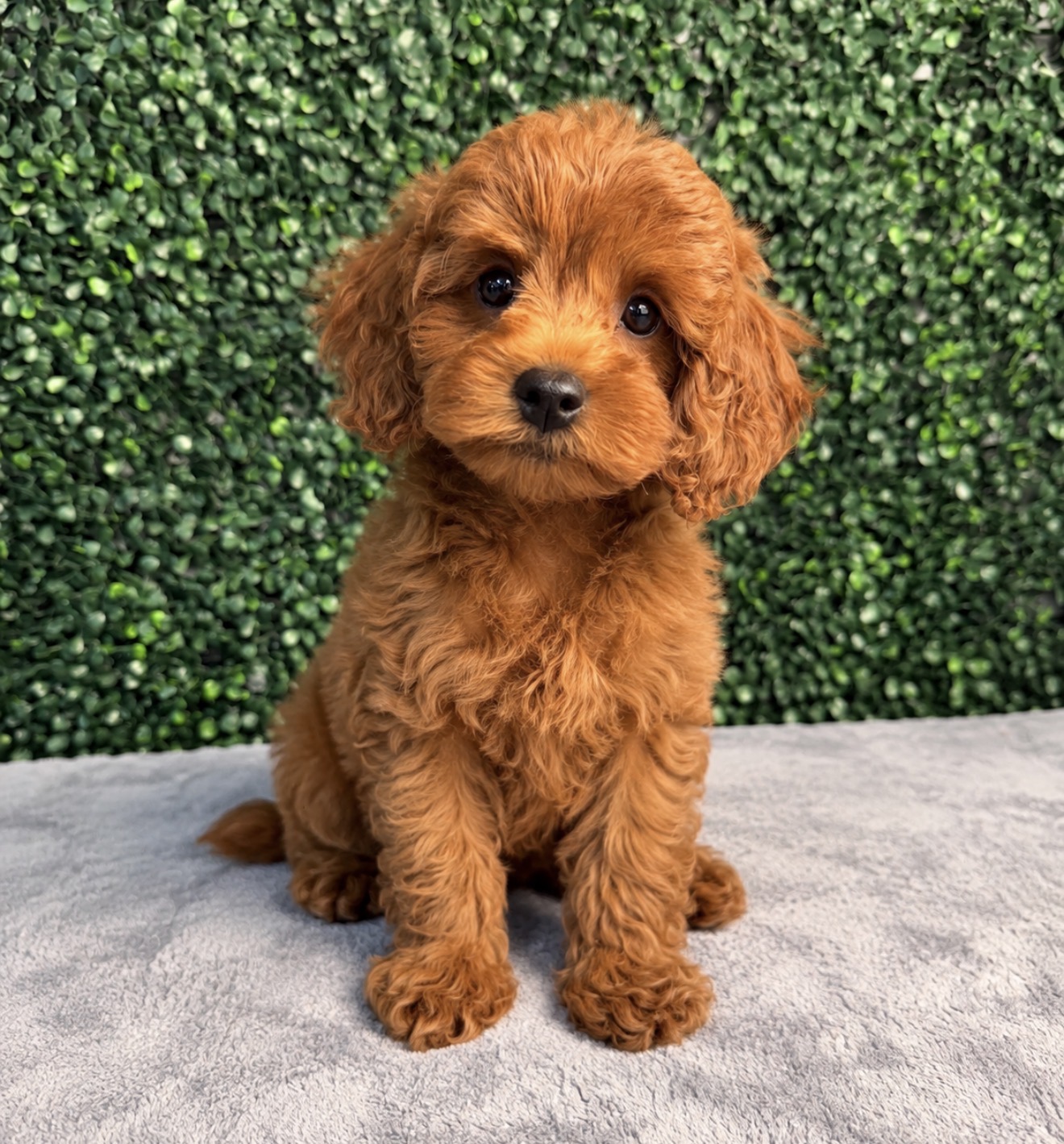 Cavapoo puppy