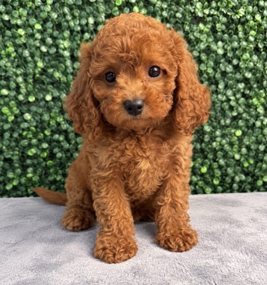 Cavapoo puppy