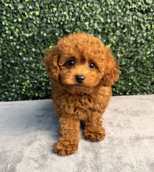 Cavapoo puppy