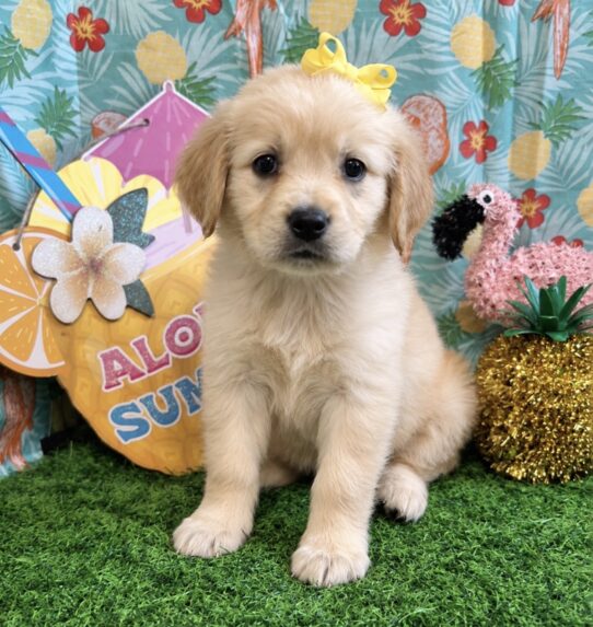 Golden Retriever puppy