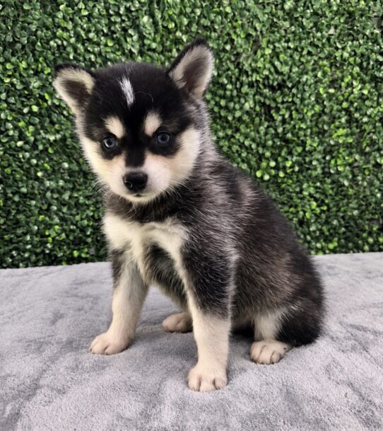 Alaskan Klee Kai puppy