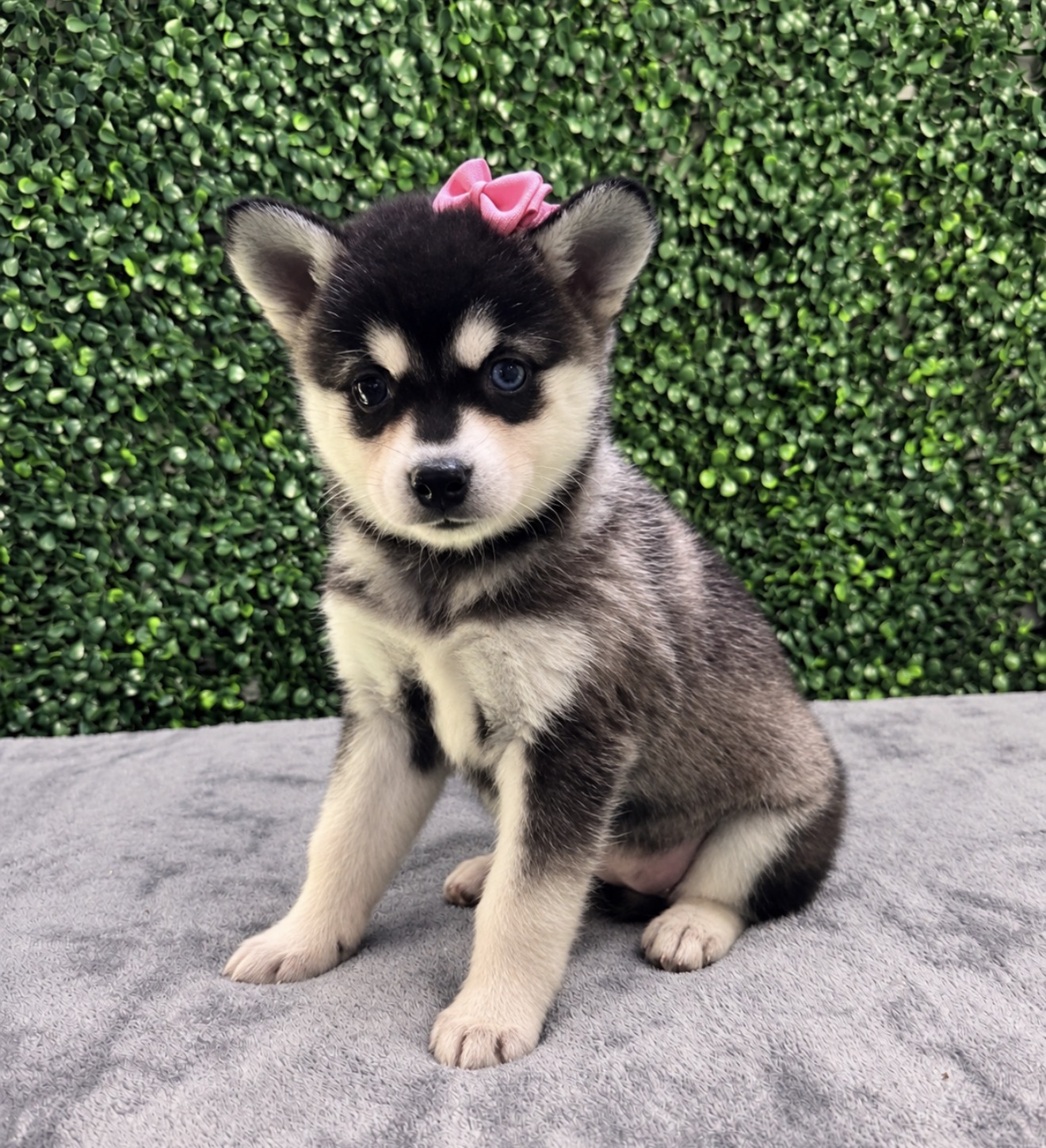 Alaskan Klee Kai puppies