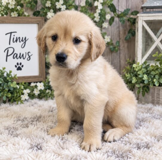 Golden Retriever puppy