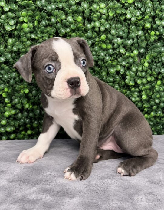 Boston Terrier puppy