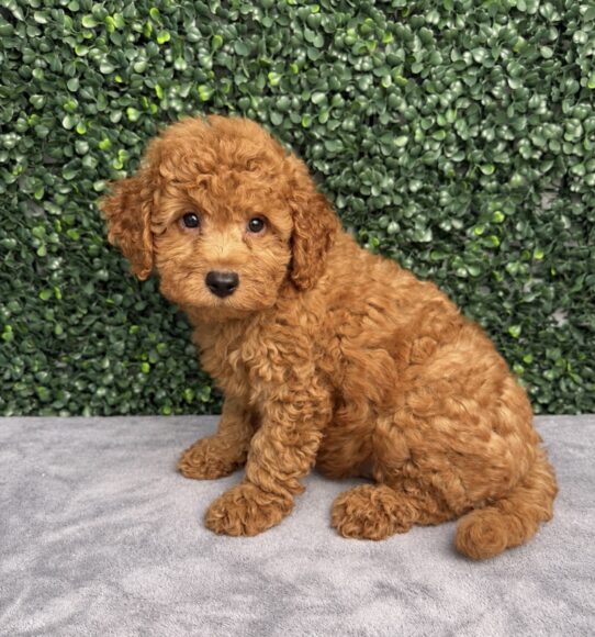 Goldendoodle Mini F1b puppy