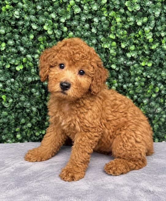 Goldendoodle Mini F1b puppy