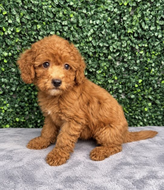 Goldendoodle Mini F1BB puppy