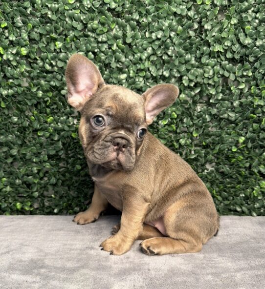 French Bulldog puppy
