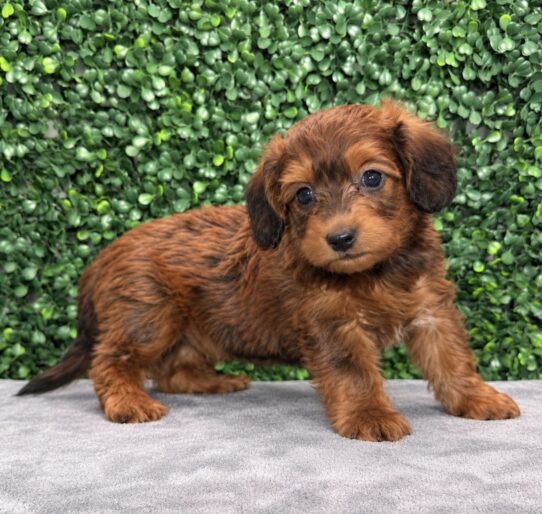 Doxiepoo puppy