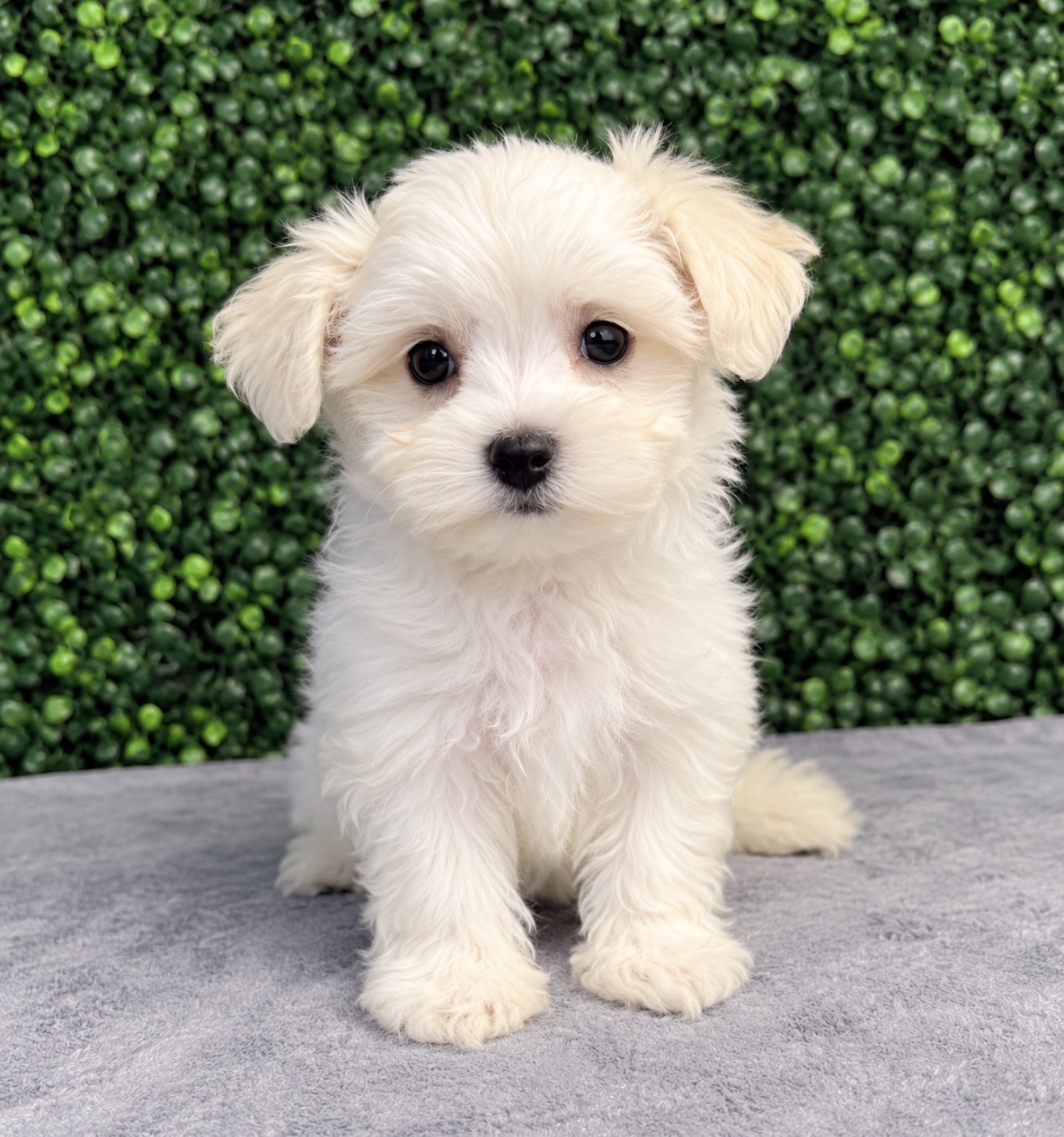 Maltese puppies