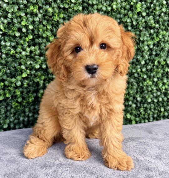 Cocker Spaniel/Goldendoodle Mini puppy